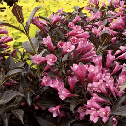 Dark Horse Weigela 3-5G