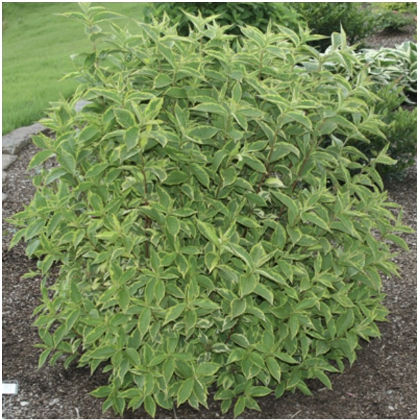 French Lace Weigela 2G