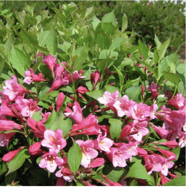 Minuet Weigela 2G
