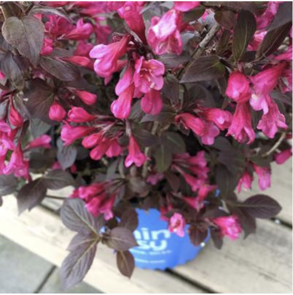 Stunner Weigela 2G