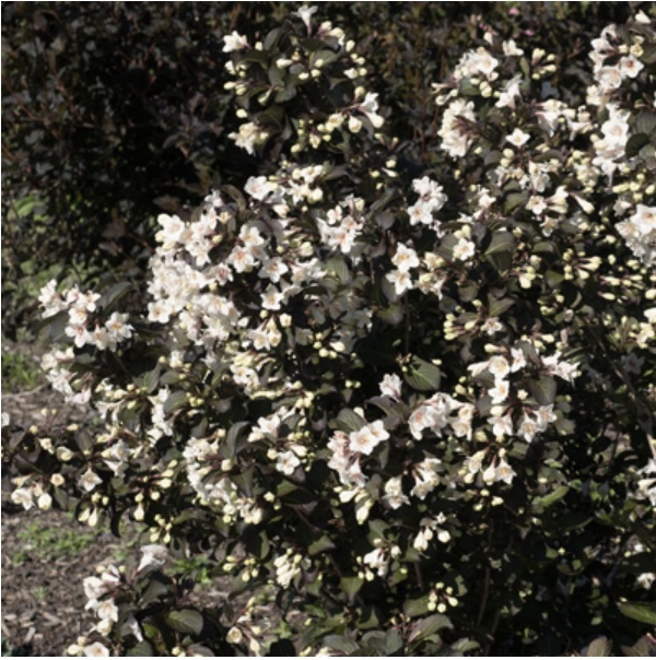 Tuxedo Weigela 3-5G
