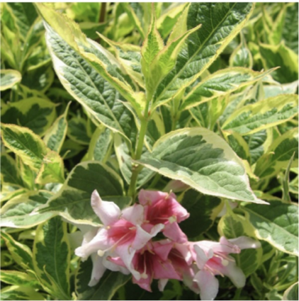 Variegated Weigela 2G