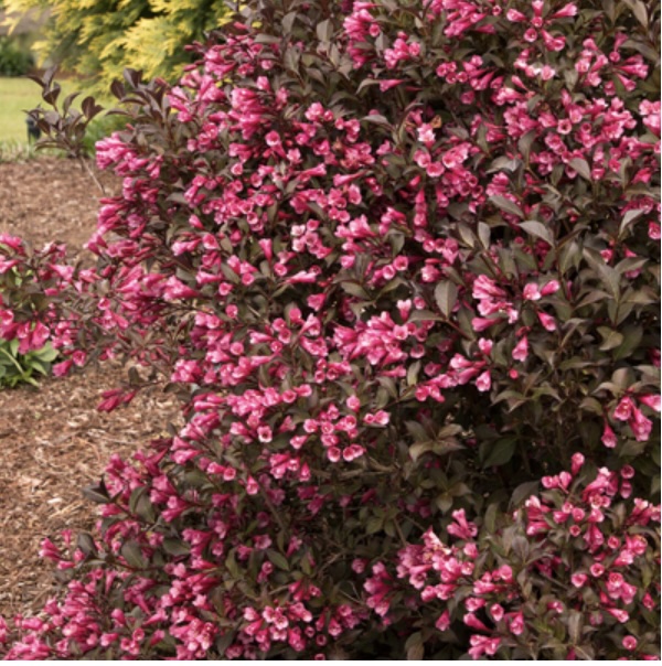Fine Wine Weigela 2G