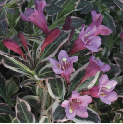 My Monet Weigela 2G