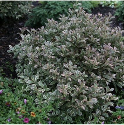 My Monet Purple Effect Weigela 3-5G