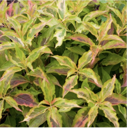 My Monet Sunset Weigela 2G