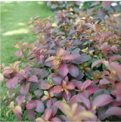 Midnight Sun Weigela 2G