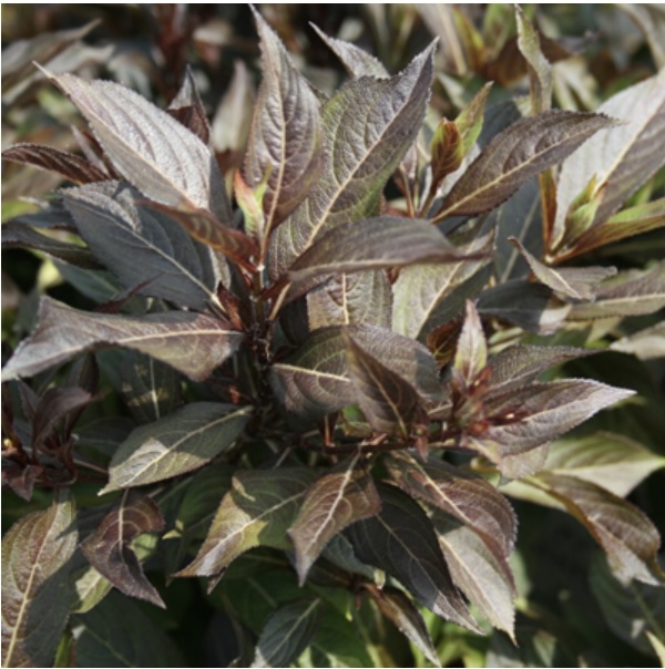 Midnight Wine Weigela 2G