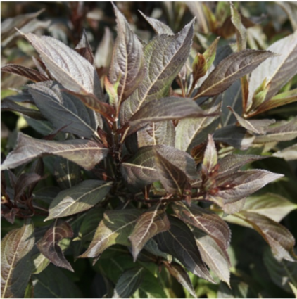 Midnight Wine Weigela 2G