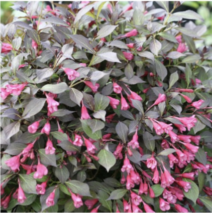 Midnight Wine Shine Weigela 2G