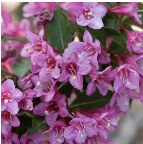 Sonic Bloom Pink Weigela 3-5G
