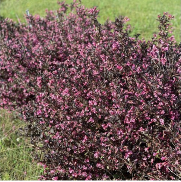 Very Fine Wine Weigela 2G