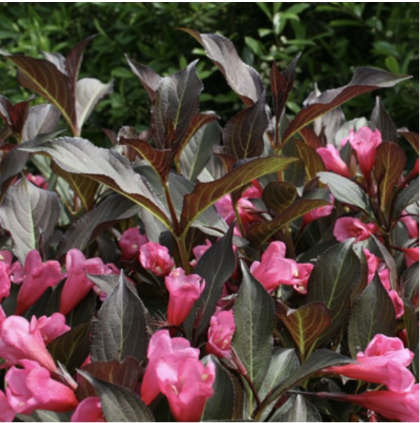 Wine & Roses Weigela 3-5G