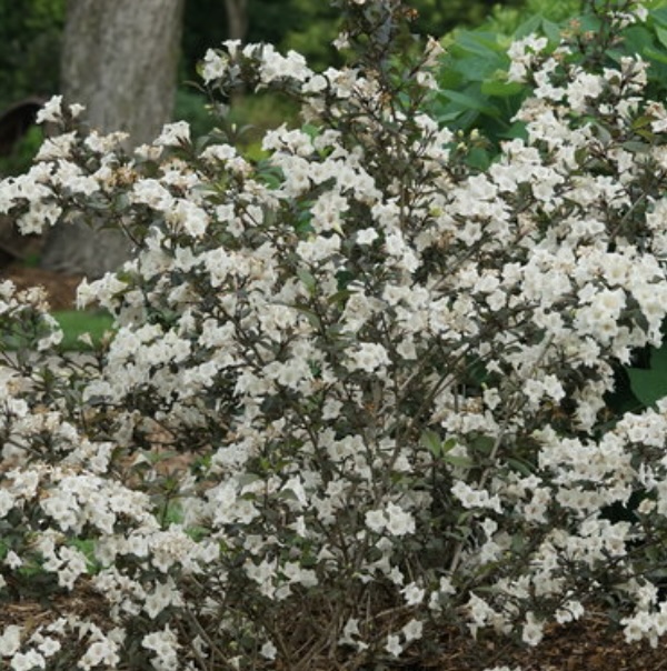 Wine & Spirits® Weigela 3-5G