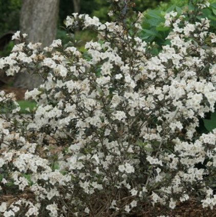 Wine & Spirits® Weigela 3-5G