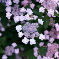 HYDRANGEA, TINY TUFF STUFF 2 GAL