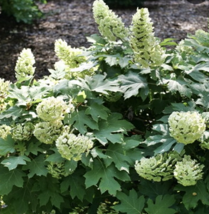 Gatsby Glow Ball® Oakleaf hydrangea 2G