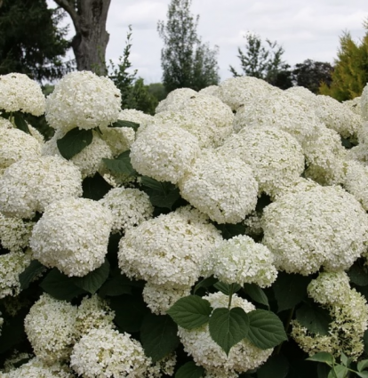Incrediball Storm Proof Smooth Hydrangea 3-5G