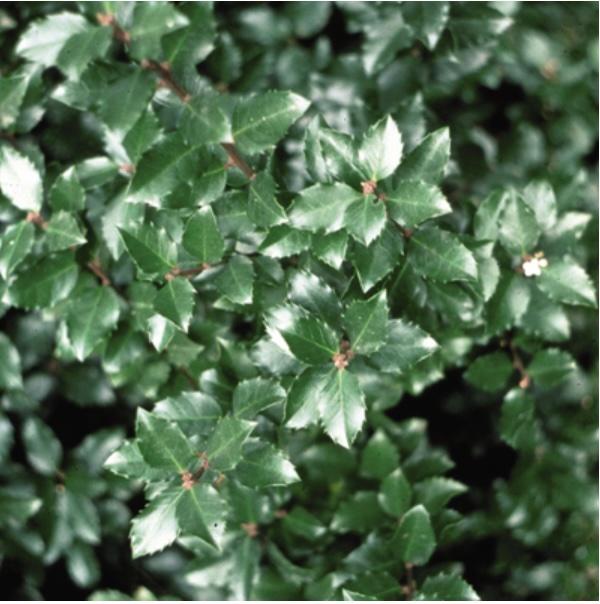 Jim Dandy Winterberry Holly 3-5G