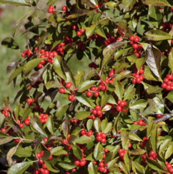 Red Sprite Winterberry Holly 3-5G