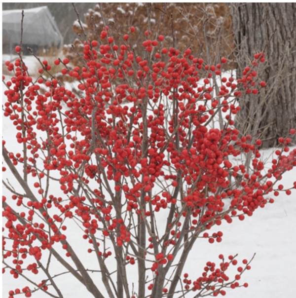 Berry Poppins® Winterberry 3-5G
