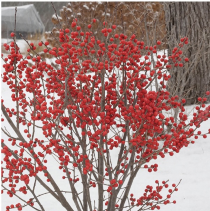 Berry Poppins® Winterberry 3-5G