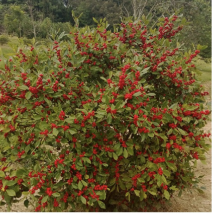 Little Goblin® Red Winterberry Holly 5G