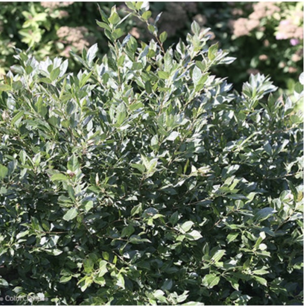 Little Goblin® Guy Winterberry Holly 5G