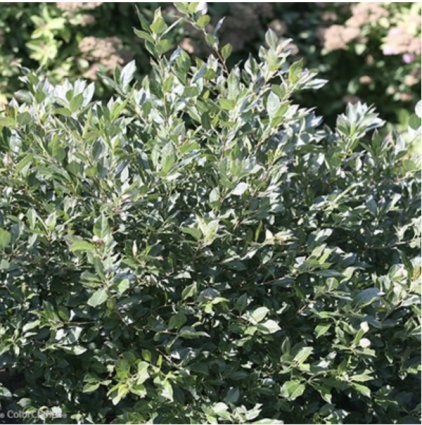 Little Goblin® Guy Winterberry Holly 5G
