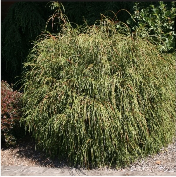 Whipcord Arborvitae  3-5G