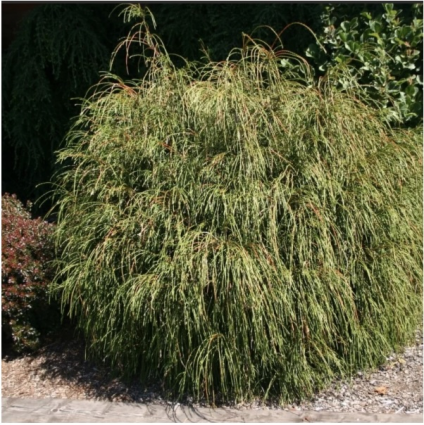 Whipcord Arborvitae  3-5G