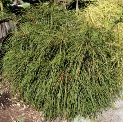 Whipcord  Heavy Arborvitae 5G