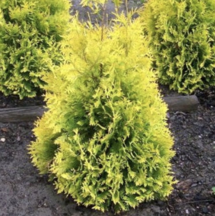 Sunkist Arborvitae 3-5G