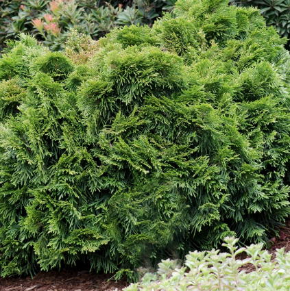 Grune Kugel Arborvitae 3-5G