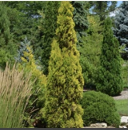 Amber Gold Arborvitae 5G