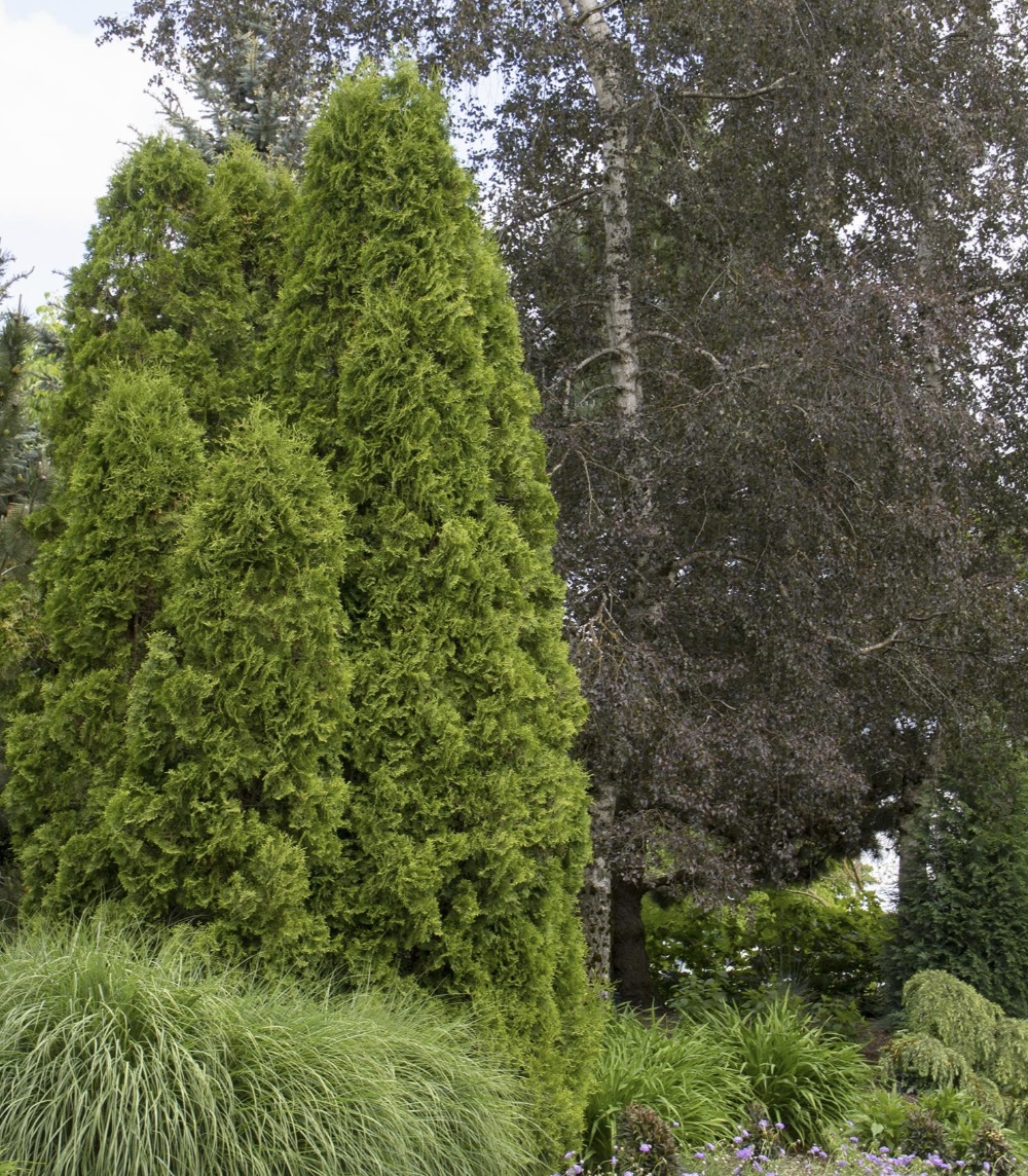 DeGroots Spire Arborvitae 10G
