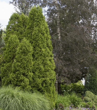 DeGroots Spire Arborvitae 10G