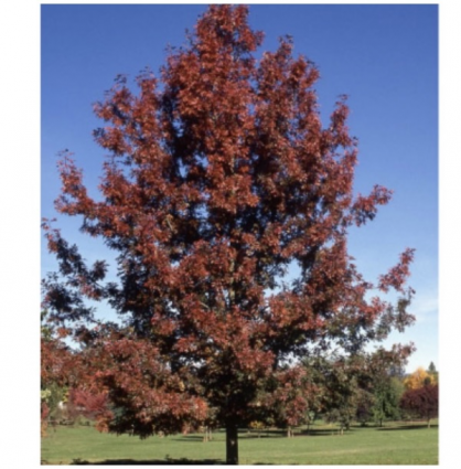 Red Shumard Oak  4"