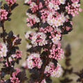 Tiny Wine® Ninebark Hydrangea 3-5G
