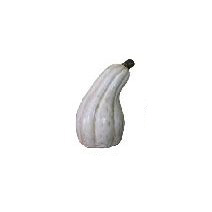 White Curved Pumpkin   18"H  x  13"W