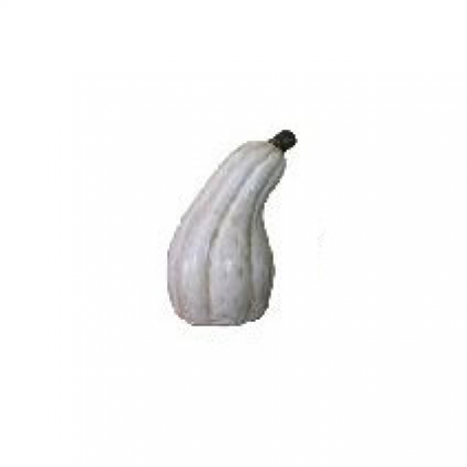 White Curved Pumpkin   18"H  x  13"W