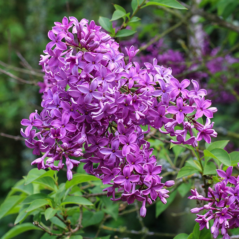 LILAC SHRUB