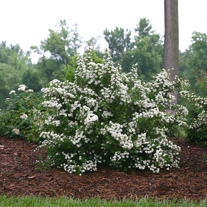 SPIREA PROVEN WINNERS