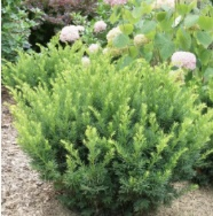 Stonehenge Dark Druid® Yew 2G