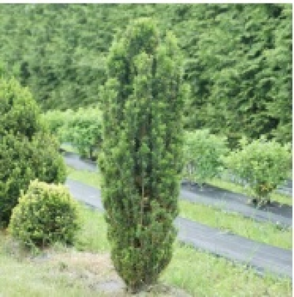 Stonehenge Skinny® Yew 3-5G
