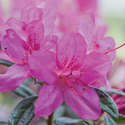 Encore Autumn Amethyst Azalea