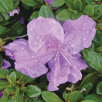 Encore Autumn Lilac Azalea 3-5G