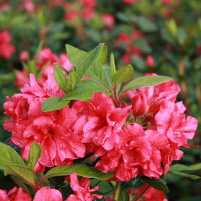 Encore Autumn Rouge Azalea 3-5G