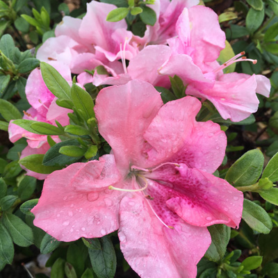 Blush Elegance Reblooming Azalea 3-5G