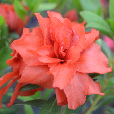 Coral Amazement Reblooming Azalea